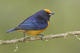 Image. Orange-bellied Euphonia