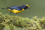 Image. Orange-bellied Euphonia