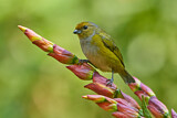 Image. Orange-bellied Euphonia