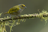 Image. Orange-bellied Euphonia
