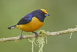 Image. Orange-bellied Euphonia