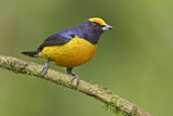 Image. Orange-bellied Euphonia