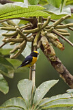 Image. Orange-bellied Euphonia