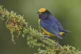 Image. Orange-bellied Euphonia