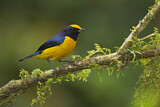 Image. Orange-bellied Euphonia