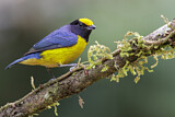 Image. Orange-bellied Euphonia