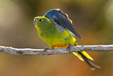 Image. Orange-bellied Parrot