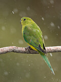Image. Orange-bellied Parrot