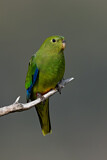 Image. Orange-bellied Parrot