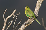 Image. Orange-bellied Parrot