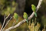 Image. Orange-bellied Parrot
