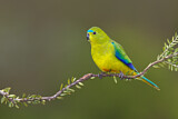 Image. Orange-bellied Parrot