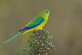 Image. Orange-bellied Parrot