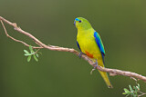 Image. Orange-bellied Parrot