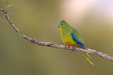 Image. Orange-bellied Parrot