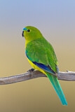 Image. Orange-bellied Parrot