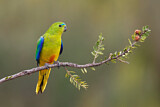 Image. Orange-bellied Parrot