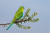 Image. Orange-bellied Parrot