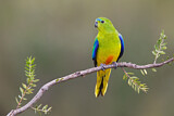 Image. Orange-bellied Parrot