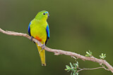 Image. Orange-bellied Parrot