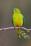 Image. Orange-bellied Parrot