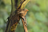 Image. Orange-billed Babbler