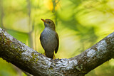 Image. Orange-billed Nightingale-Thrush