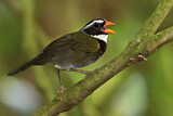 Image. Orange-billed Sparrow