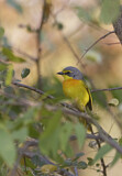 Image. Orange-breasted Bushshrike