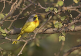 Image. Orange-breasted Bushshrike