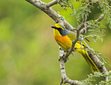 Image. Orange-breasted Bushshrike