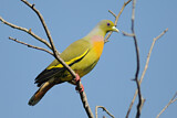 Image. Orange-breasted Green Pigeon
