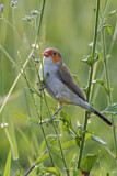 Image. Orange-cheeked Waxbill