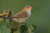 Image. Orange-cheeked Waxbill