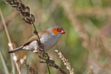 Image. Orange-cheeked Waxbill