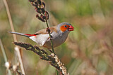 Image. Orange-cheeked Waxbill