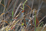 Image. Orange-cheeked Waxbill