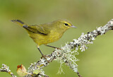 Image. Orange-crowned Warbler