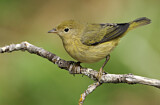 Image. Orange-crowned Warbler