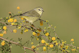Image. Orange-crowned Warbler