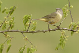 Image. Orange-crowned Warbler