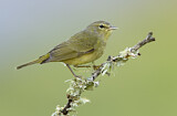 Image. Orange-crowned Warbler