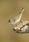 Image. Orange-crowned Warbler