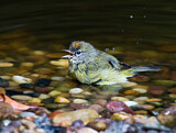 Image. Orange-crowned Warbler