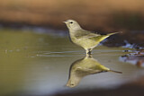 Image. Orange-crowned Warbler