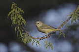 Image. Orange-crowned Warbler