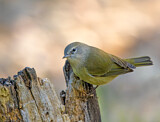 Image. Orange-crowned Warbler