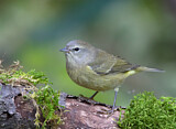 Image. Orange-crowned Warbler