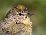 Image. Orange-crowned Warbler