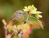 Image. Orange-crowned Warbler